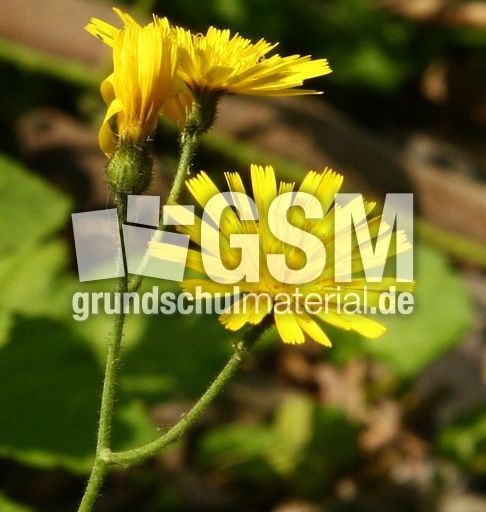 Wiesen-Pippau-093.jpg